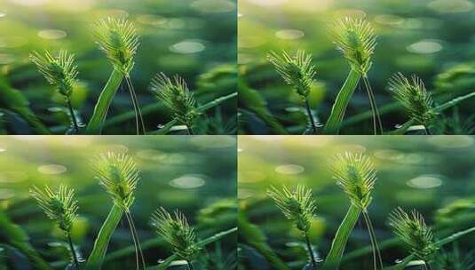 4K清晨下雨水珠草丛小草小雨植物竖版高清在线视频素材下载