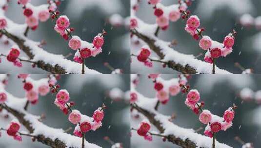 雪中绽放的粉色梅花特写高清在线视频素材下载