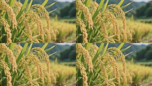 秋分金色稻田丰收农业自然风光视频高清在线视频素材下载