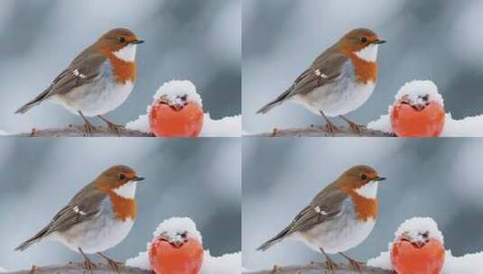 雪地树枝上的小鸟与柿子高清在线视频素材下载