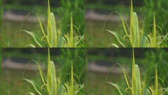 4K植物素材——芦苇高清在线视频素材下载