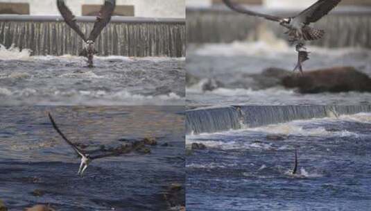 鹰隼俯冲水面捕鱼慢动作合集高清在线视频素材下载