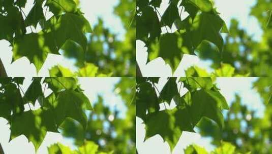 炎炎夏日公园里阳光透过树叶4K视频素材高清在线视频素材下载