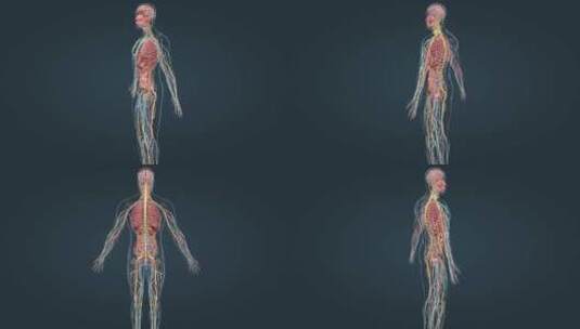 三维医学人体解剖全息人体器官动画高清在线视频素材下载