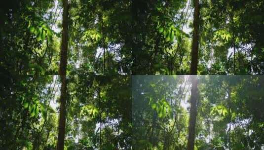 阳光透过树木照射进来高清在线视频素材下载