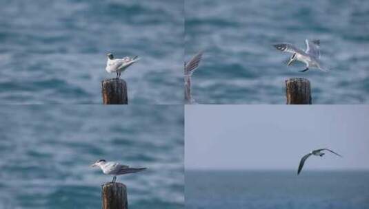 海边海鸟海鸥飞翔慢镜头高清在线视频素材下载
