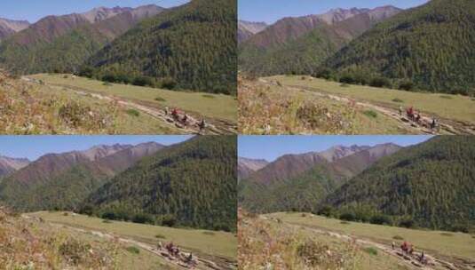 一队游人骑马走在秋天的四姑娘山脚下高清在线视频素材下载