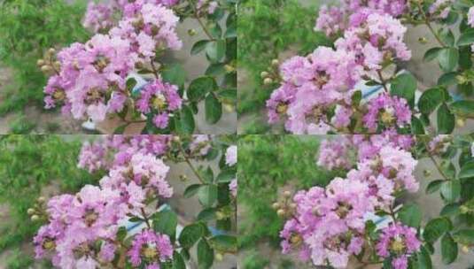 紫色紫薇花花朵高清在线视频素材下载