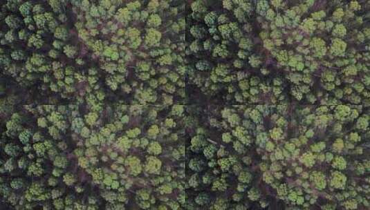 无人机飞越橡胶树森林高清在线视频素材下载