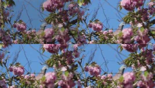 鸽子停在花树上高清在线视频素材下载