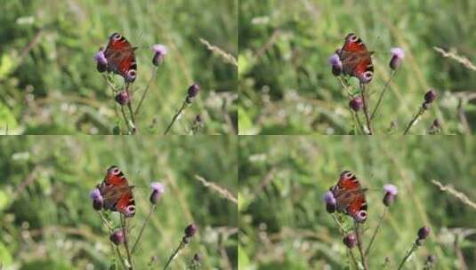 4K花朵上的蝴蝶高清在线视频素材下载
