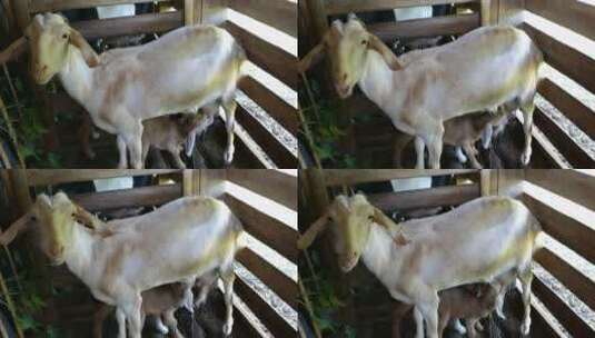 小山羊在农场喝妈妈的奶高清在线视频素材下载