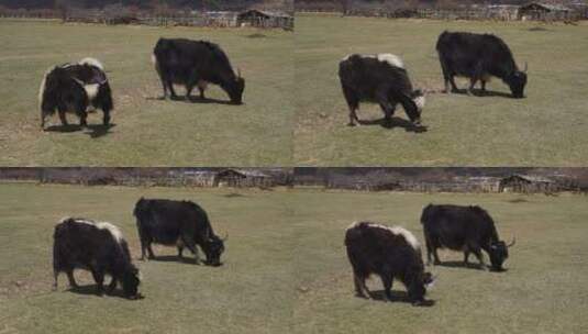 香格里拉湿地的牦牛高清在线视频素材下载