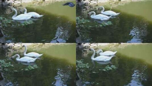 在池塘里找食物的天鹅高清在线视频素材下载
