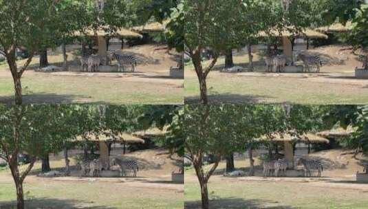 公园里斑马 细纹斑马、山斑马 平原斑马高清在线视频素材下载