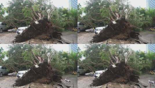 山竹 台风 台风山竹 中国沿海 沿海城市高清在线视频素材下载