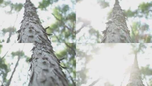 松树树干高清在线视频素材下载