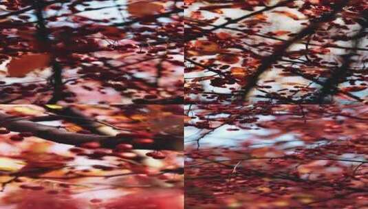 秋天枫叶苗木美妙光影拍摄高清在线视频素材下载