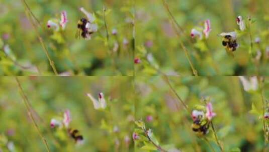 蜜蜂授粉花特写高清在线视频素材下载