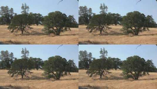 棕色草地上的加州橡树高清在线视频素材下载