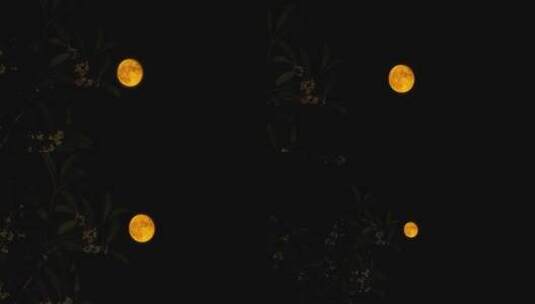 桂花月亮高清在线视频素材下载