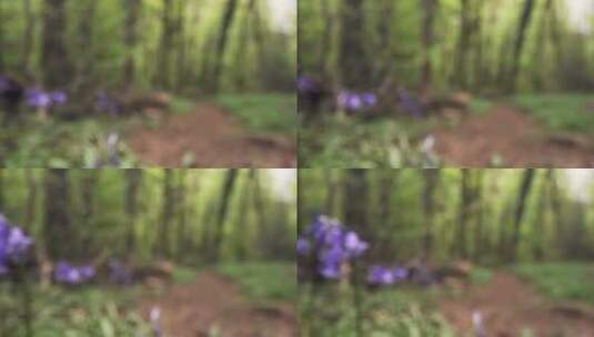 丛林里生长的蓝铃花特写镜头高清在线视频素材下载