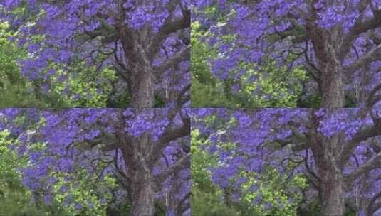 蓝花楹树的特写高清在线视频素材下载