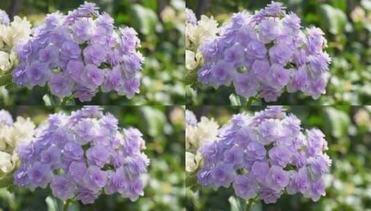 绣球花花草杂草鲜花绿植微距特写高清在线视频素材下载