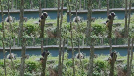 雅安碧峰峡熊猫基地的幼年大熊猫在树干玩耍高清在线视频素材下载