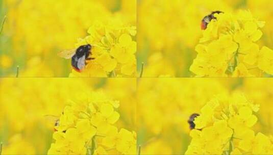 油菜花上采蜜的蜜蜂 (2)高清在线视频素材下载