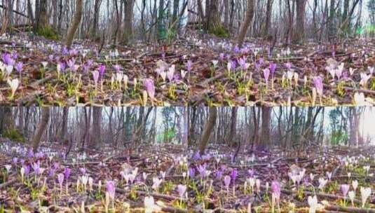 树林里的花朵高清在线视频素材下载