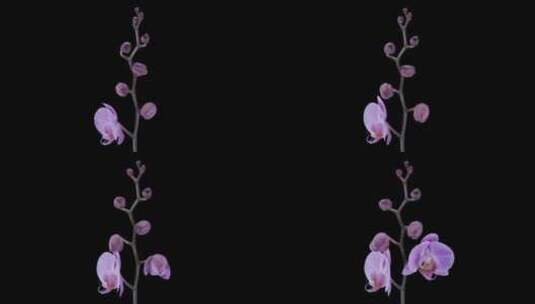绽放的紫罗兰 (2)高清在线视频素材下载