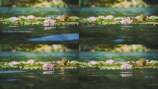 湖面上飘荡着盛开的睡莲高清在线视频素材下载