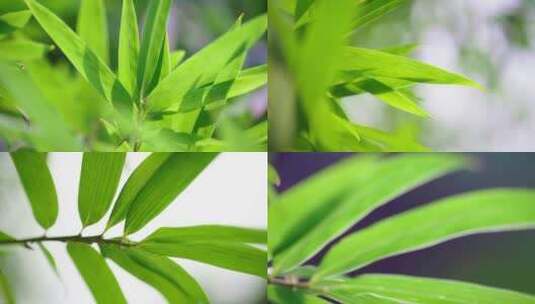 竹子叶子高清在线视频素材下载