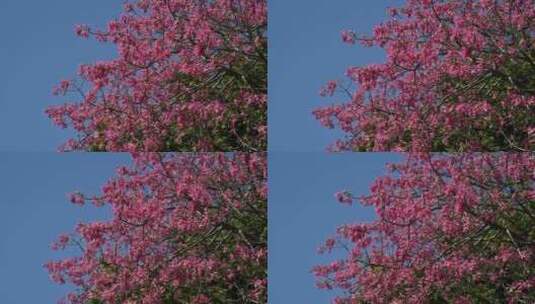 盛开的异木棉花树高清在线视频素材下载