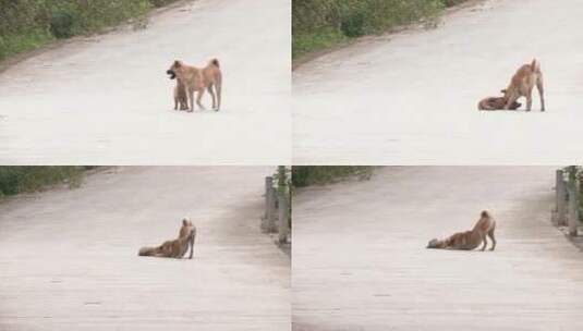 农村中华田园犬玩闹高清在线视频素材下载