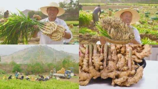 小黄姜种植高清在线视频素材下载