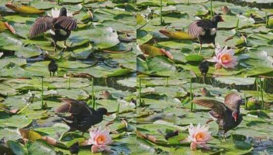 黑水鸡母子在南湘公园湖睡莲荷叶上行走觅食高清在线视频素材下载