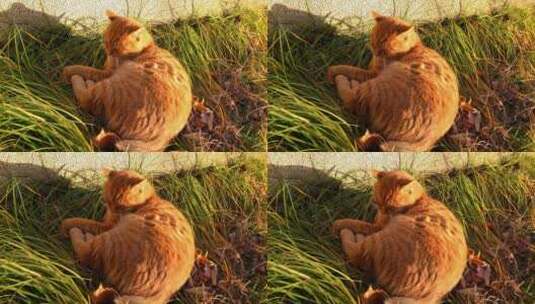 阳光下沐浴睡眠的橘黄色猫高清在线视频素材下载
