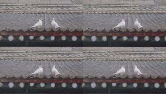 落在屋顶上的鸽子高清在线视频素材下载
