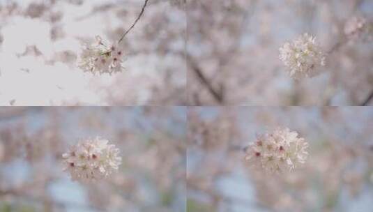 一支盛开的樱花高清在线视频素材下载