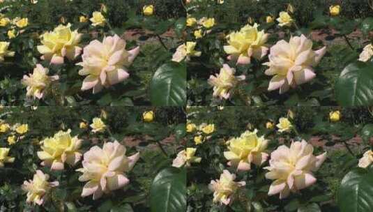 黄色的美丽的玫瑰花丛高清在线视频素材下载