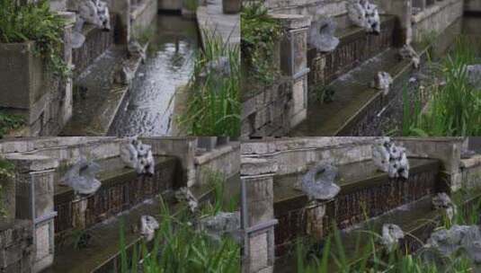 雨后江南凉亭古建筑植物高清实拍高清在线视频素材下载