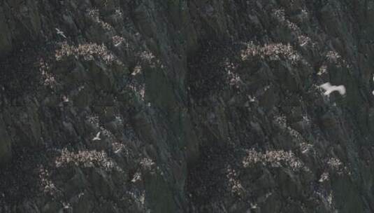 长焦拍摄大西洋海雀在飞翔高清在线视频素材下载
