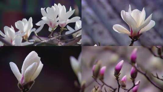 微距镜头：初春盛开的带露珠的玉兰花高清在线视频素材下载