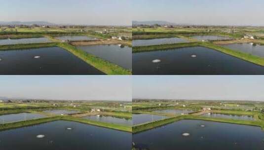 加州鲈养殖水面高清在线视频素材下载