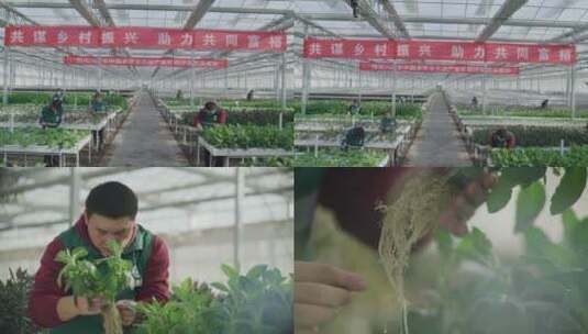乡村振兴农民在蔬菜大棚工作露出幸福笑容高清在线视频素材下载