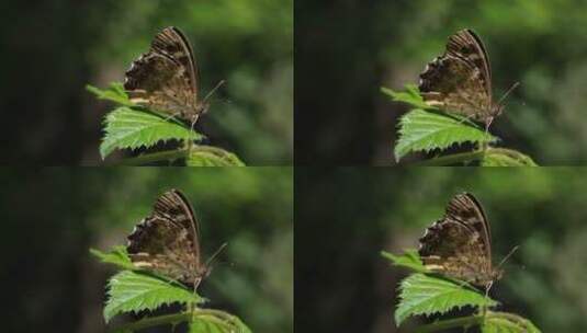 栖息在荆棘叶上的斑点木蝴蝶特写高清在线视频素材下载