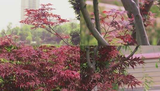 红枫树紫红鸡爪槭红叶小鸡爪槭红颜枫树高清在线视频素材下载