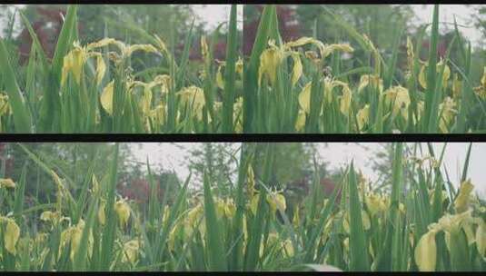 花卉 植物 阳光 逆光 花草 植被高清在线视频素材下载
